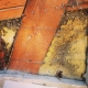 Bee Removal Laguna Hills CA | Stucco Wall Bee Removal