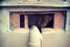 Cypress CA Bee Removal and Repair | Stucco Wall Bee Rescue