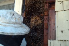 Honeybee Hive in Wood Wall