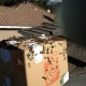 Irvine CA Bee Removal | Wall Bee Rescue