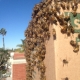Lake Forest Wall Bee Removal | Bee Swarm Removal | Dead Bee Hive Removal