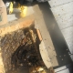Roof Bee Removal and Relocation