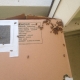 Stucco Wall Bee Removal