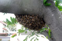  Honeybee Swarms