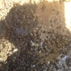 Temecula Valley Roof Bee Removal
