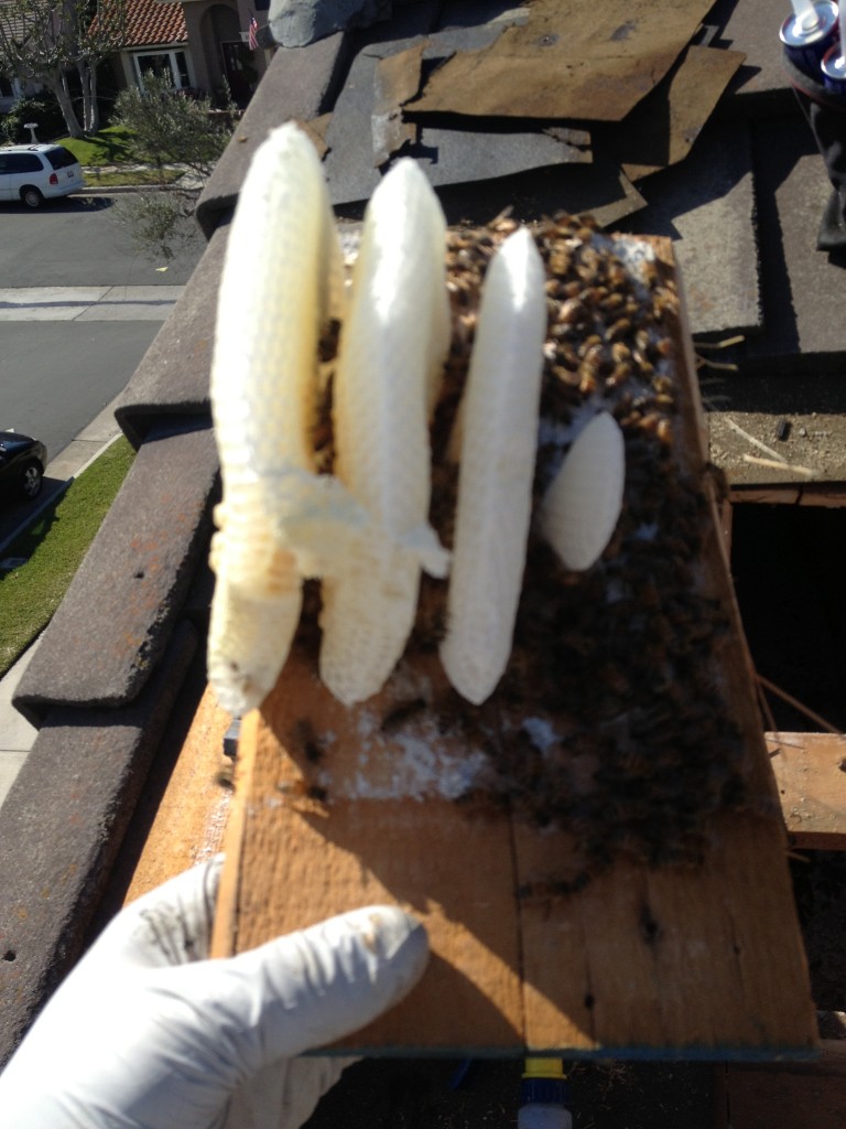 Bee Removal in Oceanside