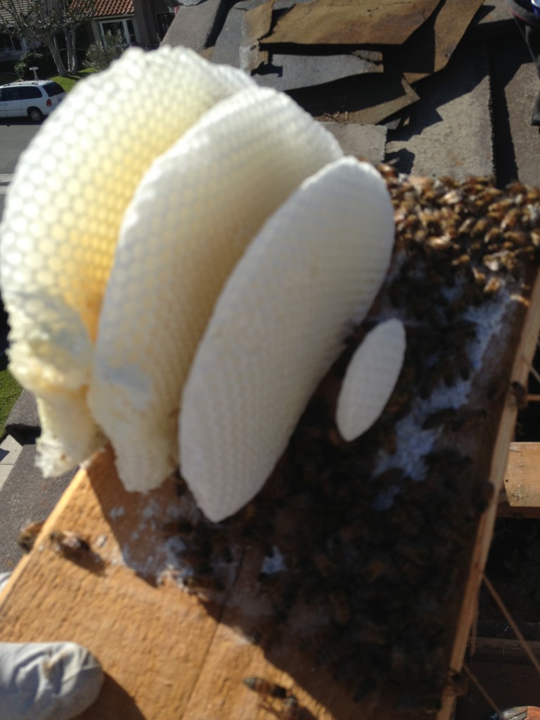Bee Removal Riverside County