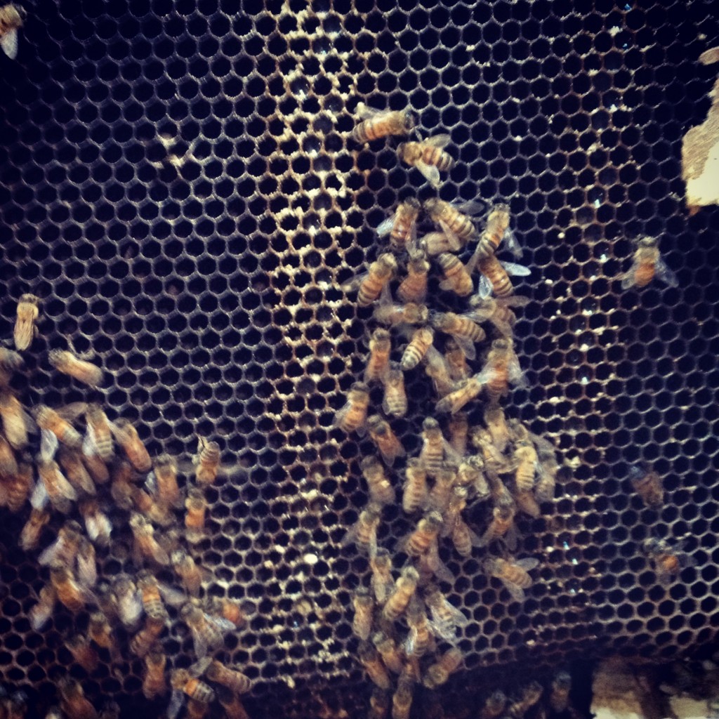Bee Removal in Pauma Valley