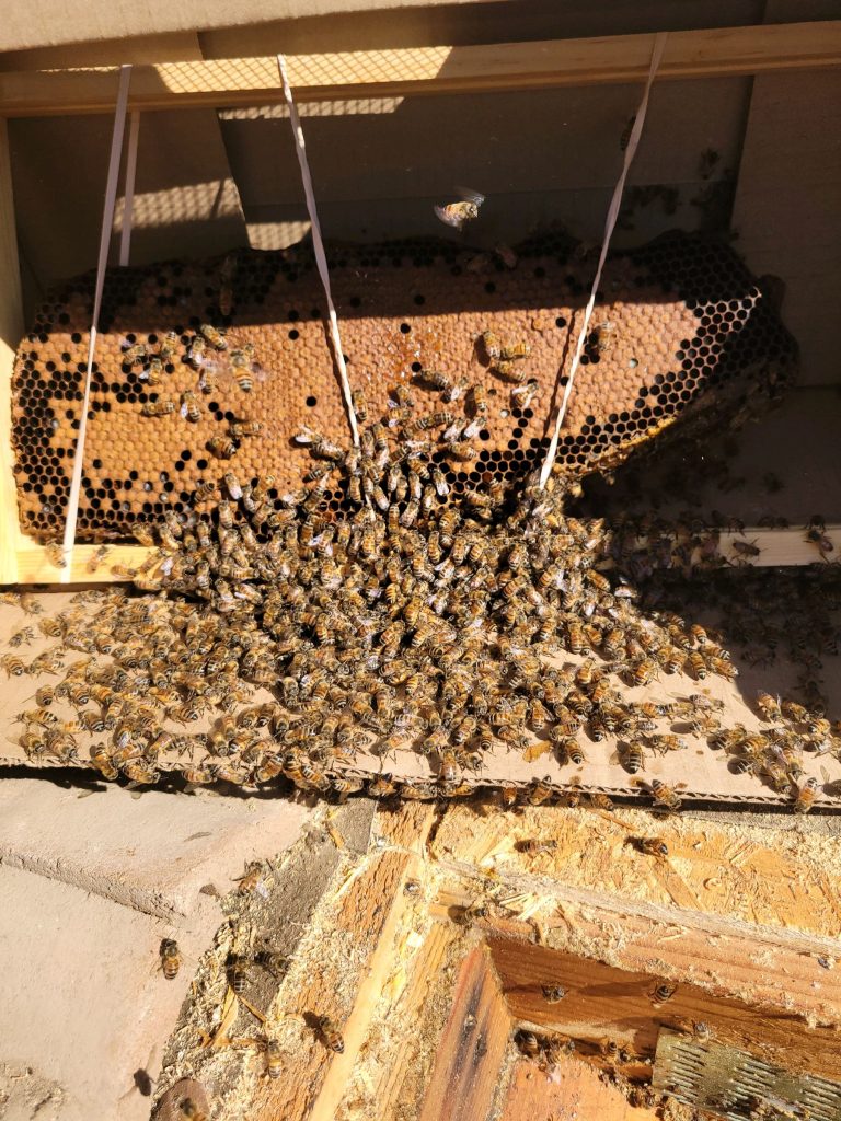 Bee Removal 