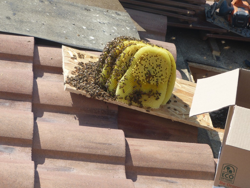 Bee Removal in Indian Wells