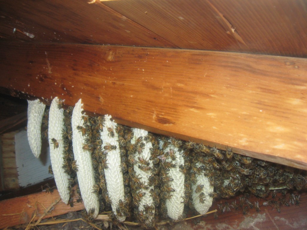Bee Removal in Menifee