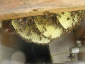 Bee Removal in Hemet