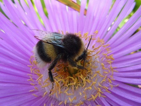 flower-bee