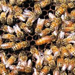 Bee Removal in Palomar Mountain