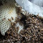 Bee Removal in La Quinta