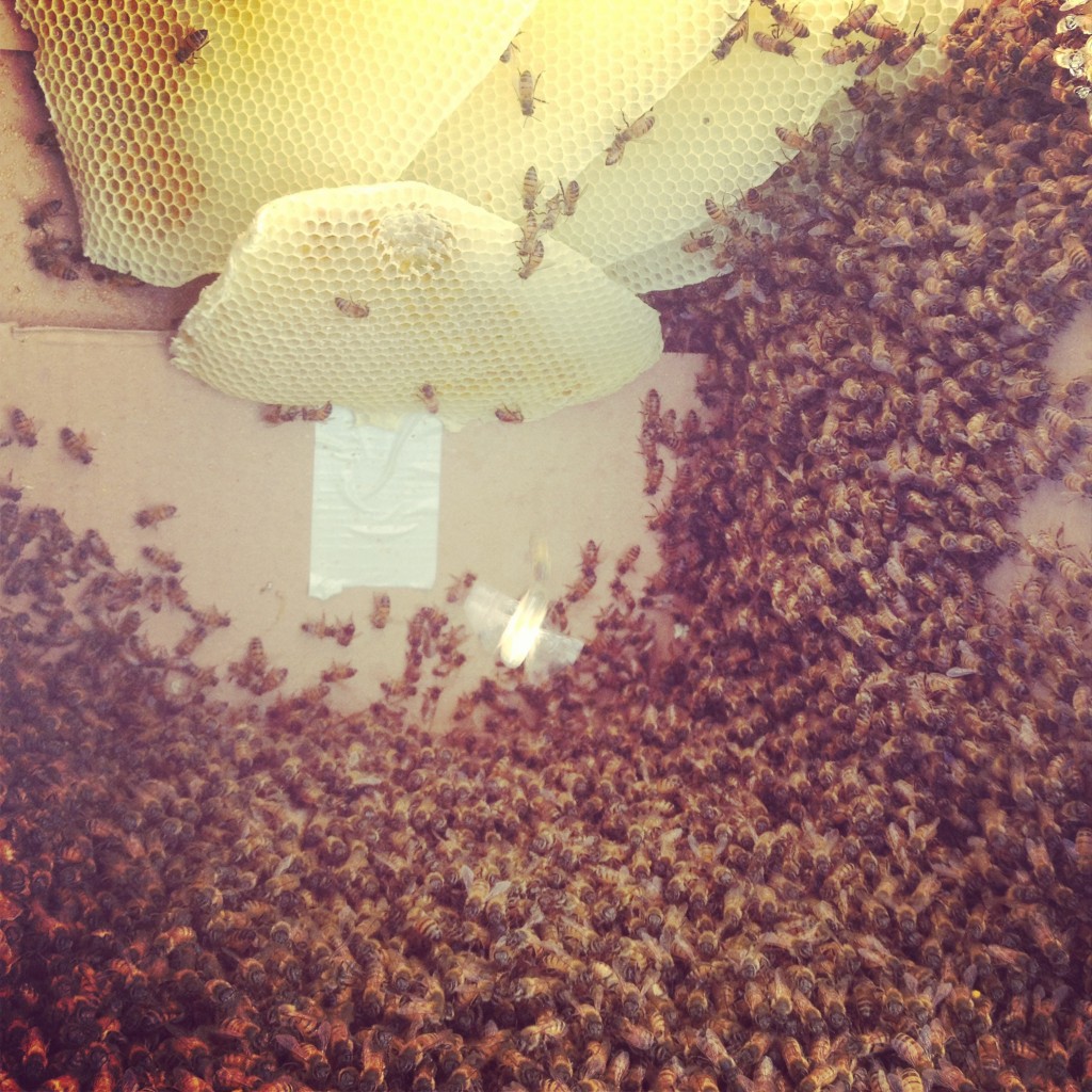Bee Removal in Del Cerro