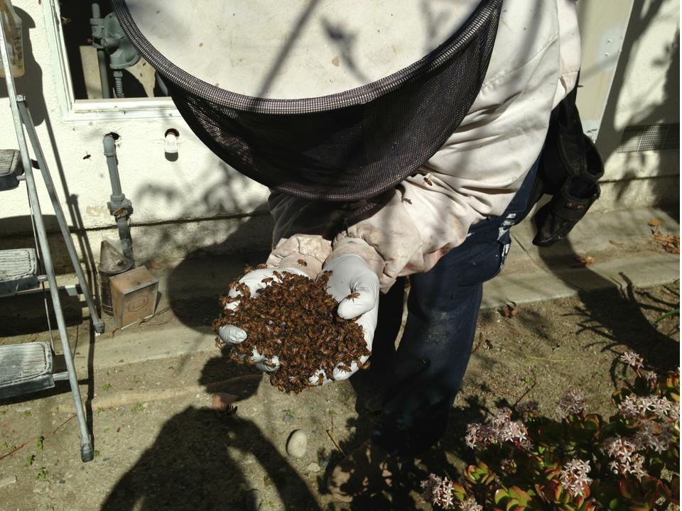 Bee Removal in Tierrasanta