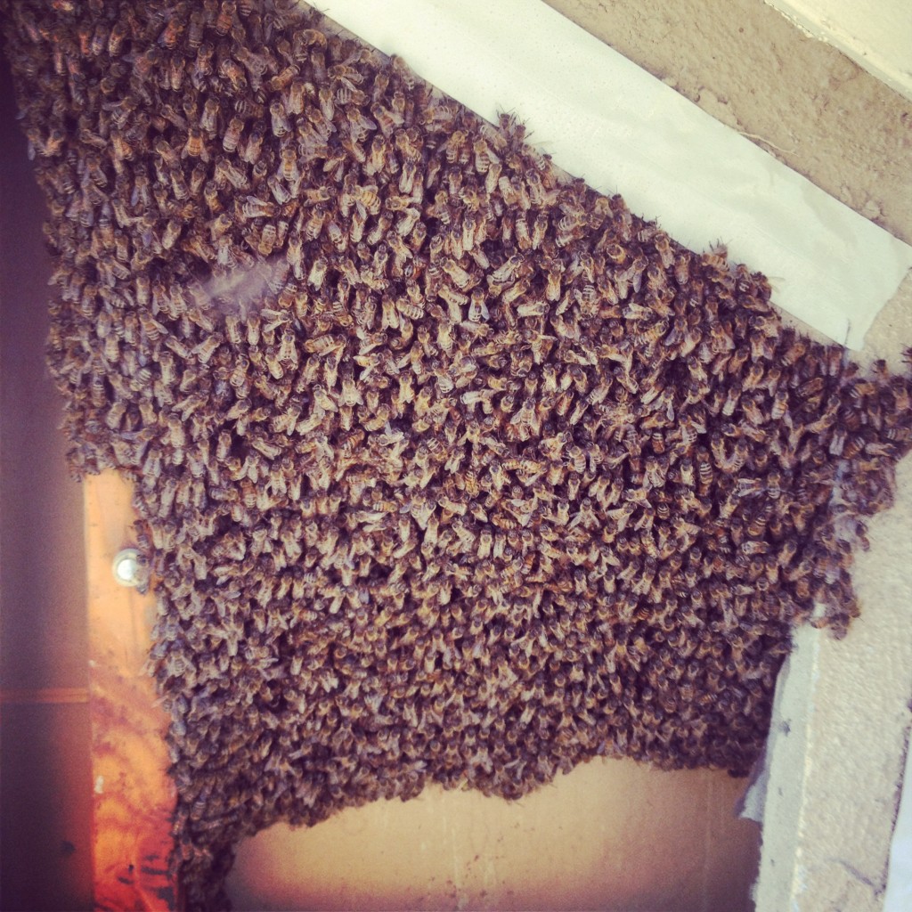 Bee Removal in Mount Laguna