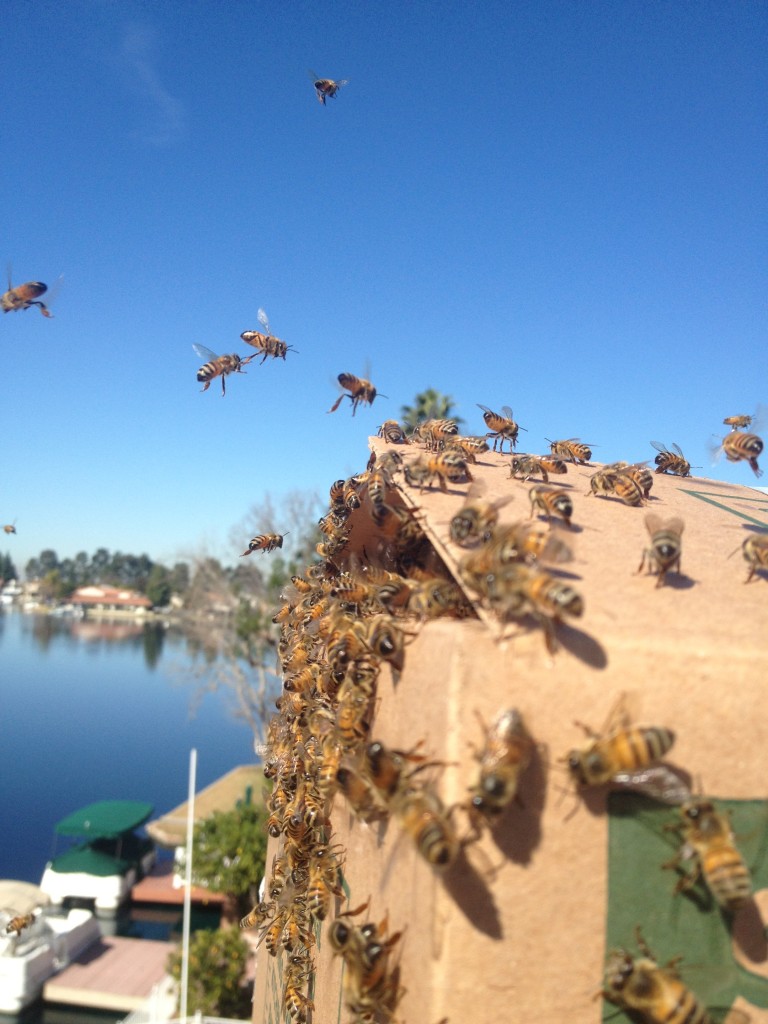 Bee Removal in Pala