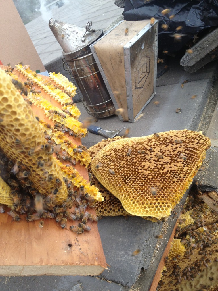 Bee Removal in Banning