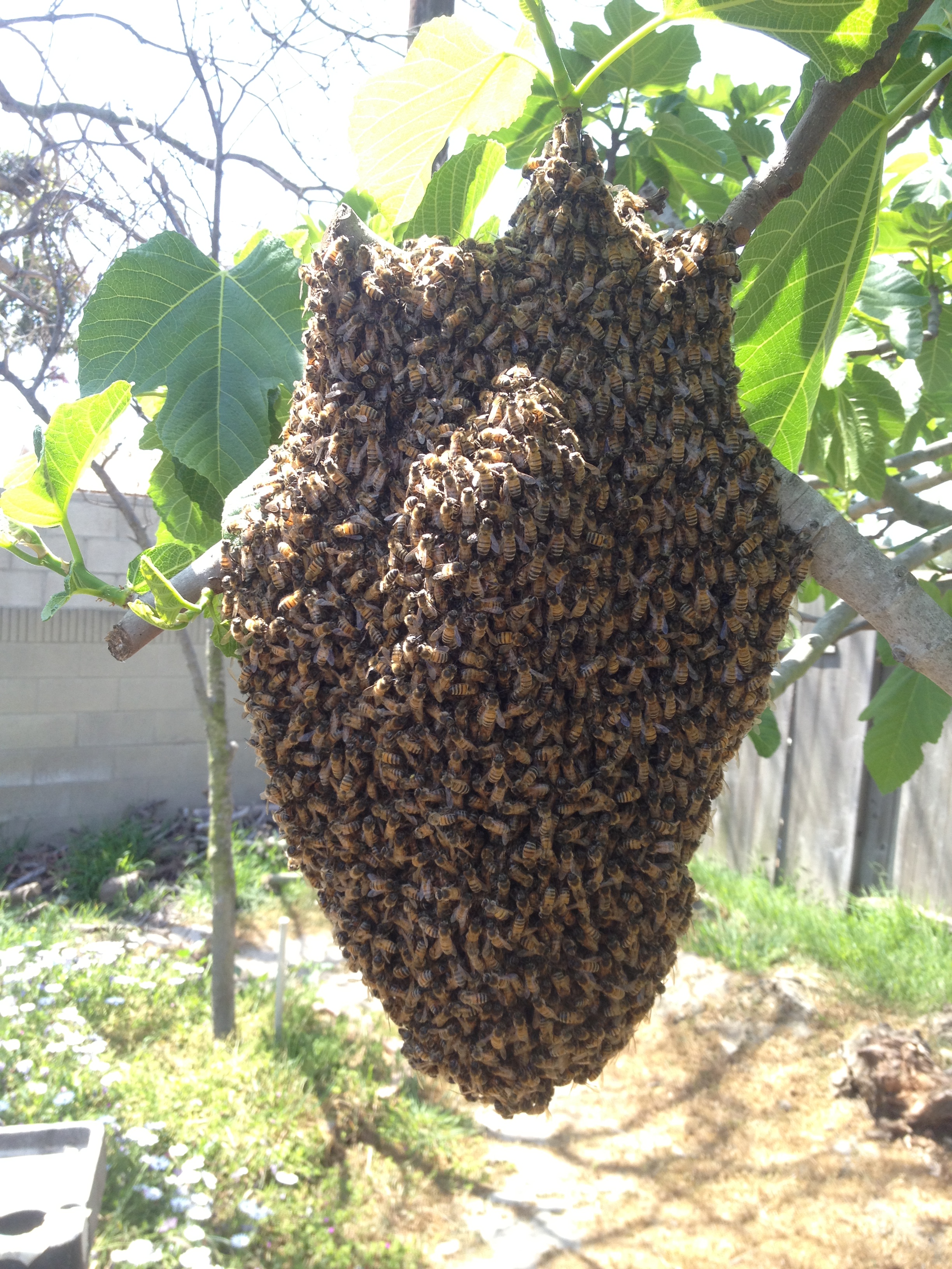 Live Bee Swarm Removal