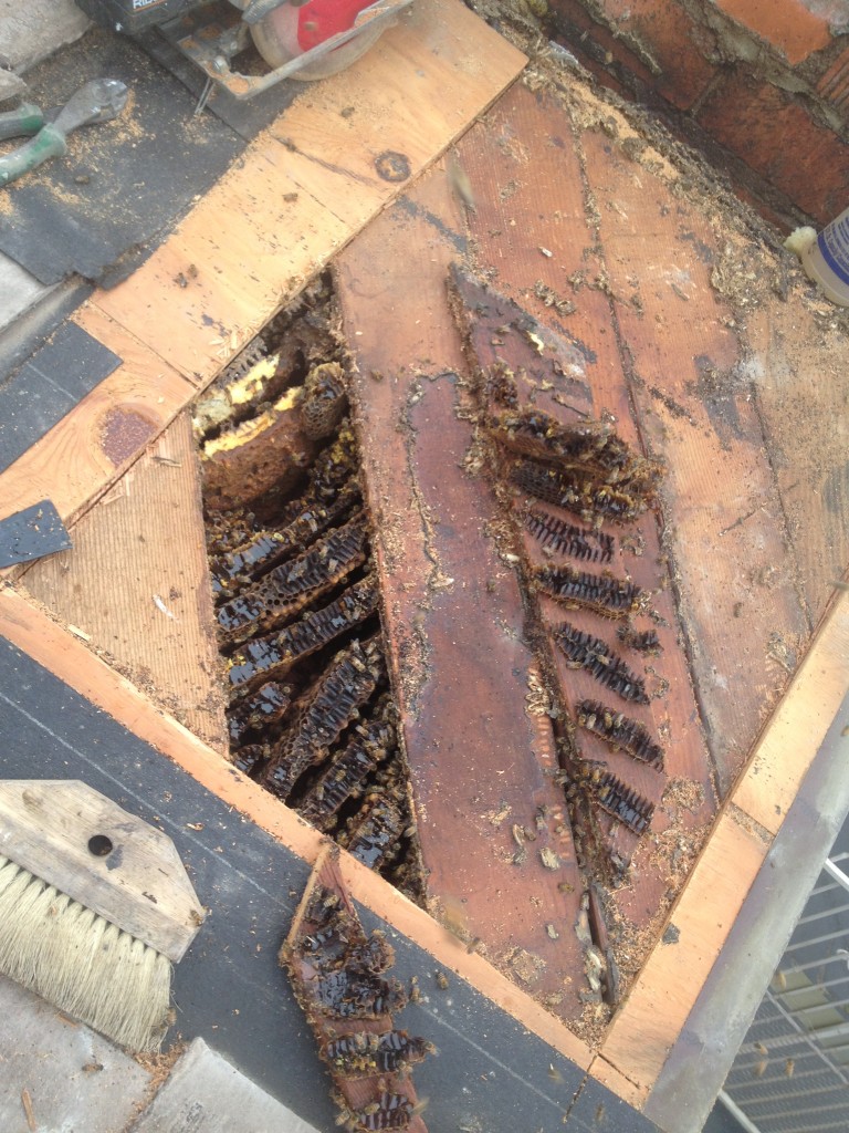 Bee Removal in Tustin