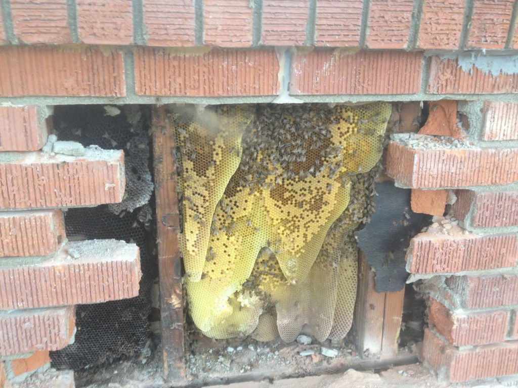 Bee Removal in Stanton