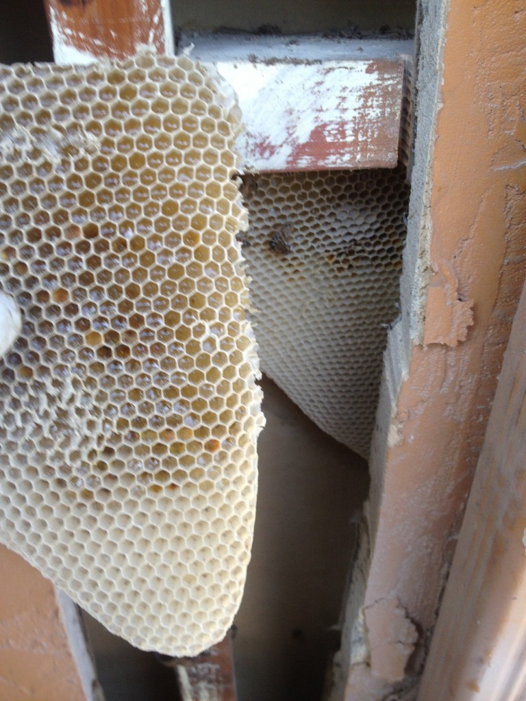 Bee Removal in Mission Viejo