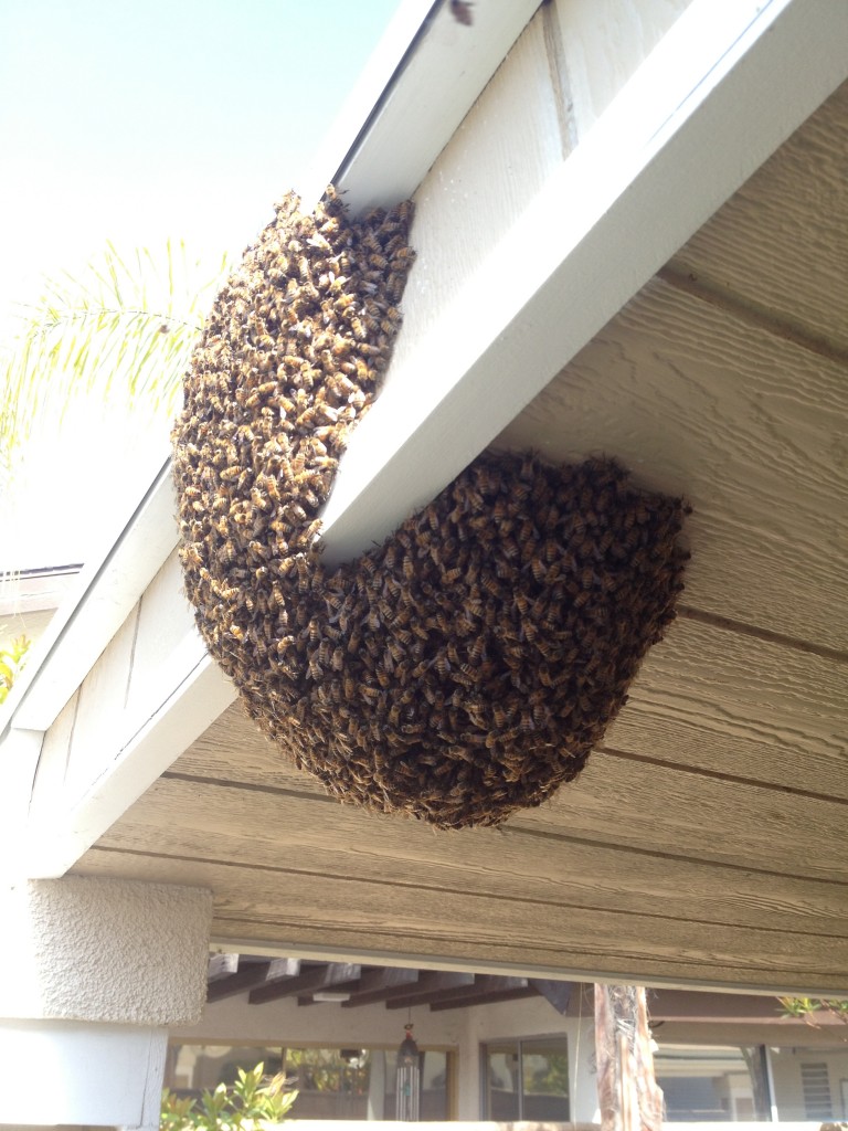 Bee Removal in Newport Beach