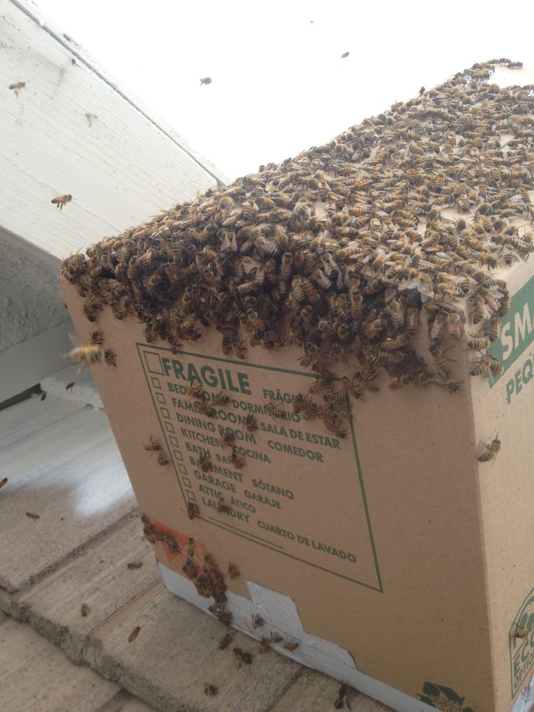 Bee Removal in Fountain Valley