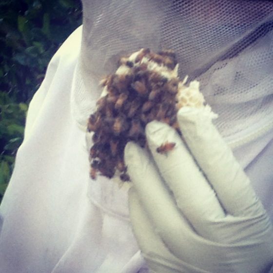 Bee Removal in La Habra