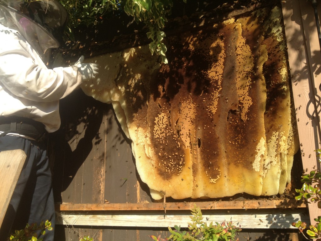 Bee Removal in Fullerton