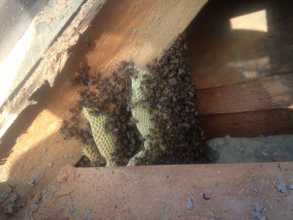 Bee Removal in Coachella