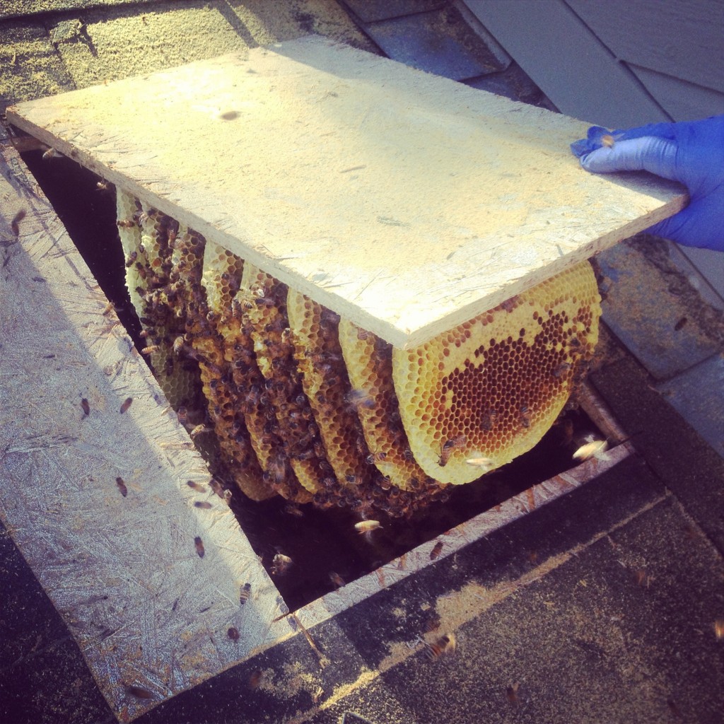 Bee Removal in Cathedral City
