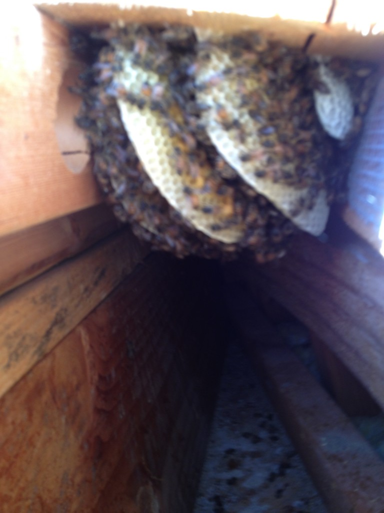 Bee Removal in Dulzura