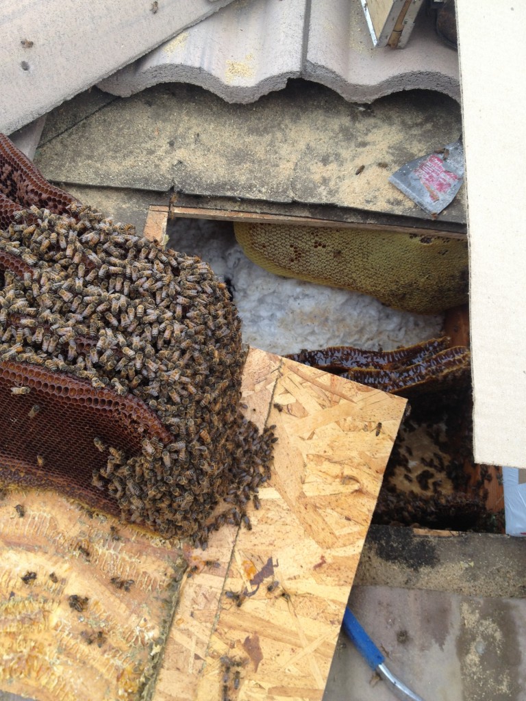 Bee Removal in National City