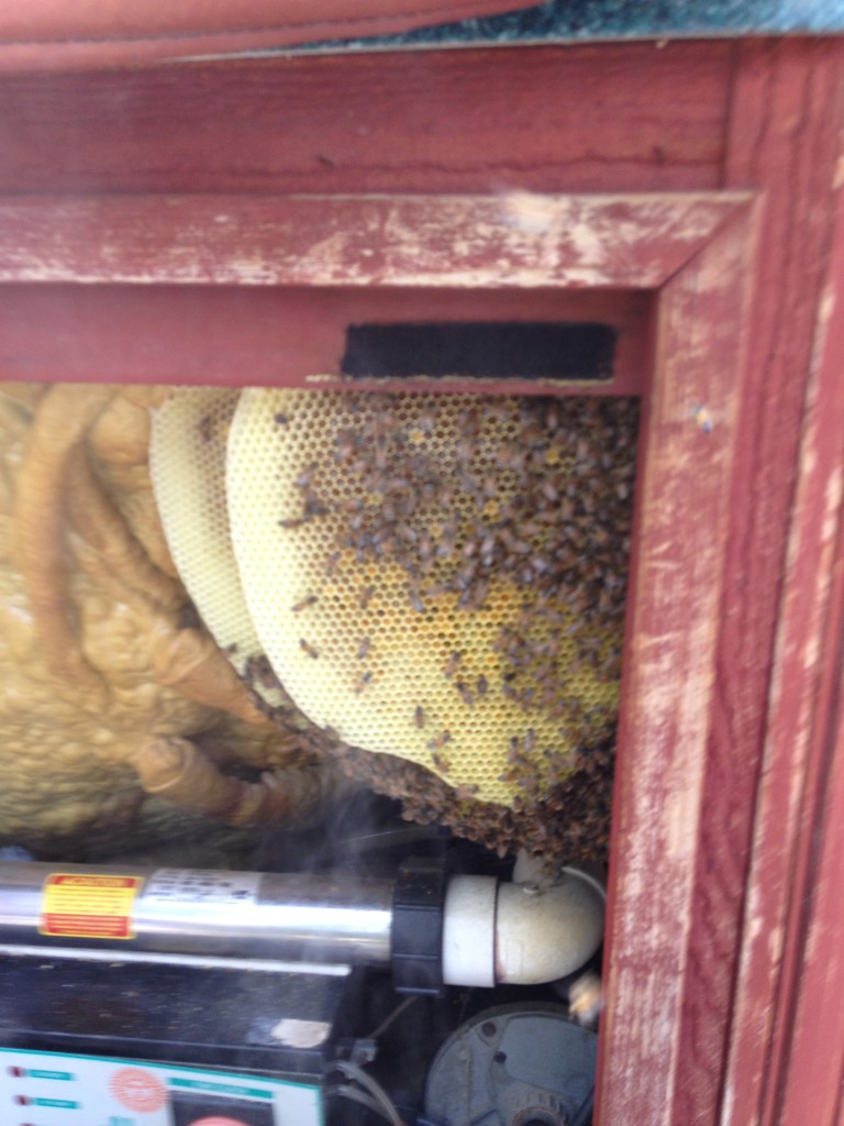 Bee Removal in Whitewater