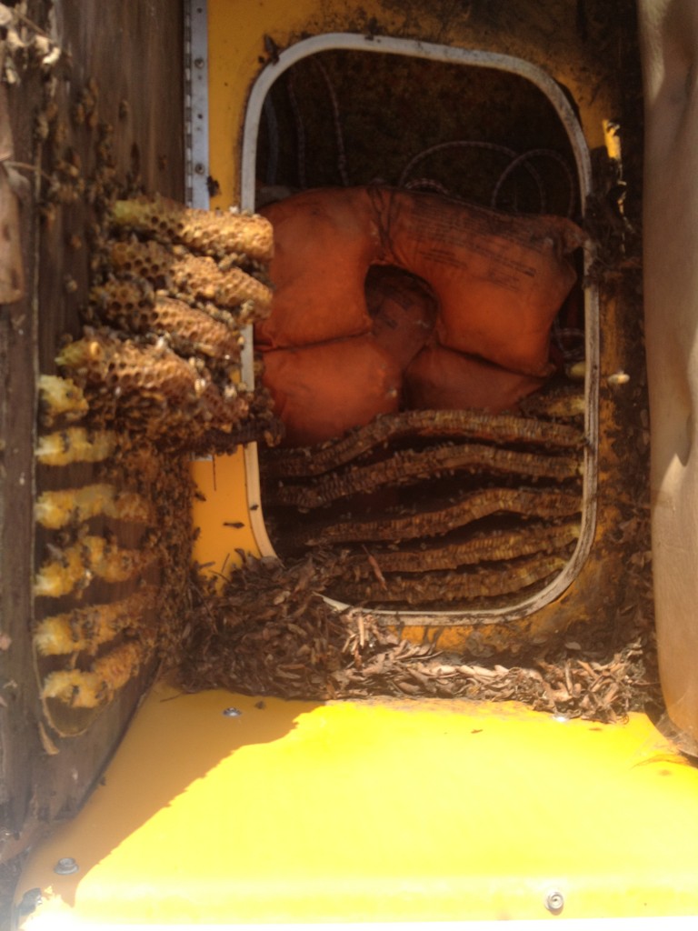 Bee Removal in Thermal