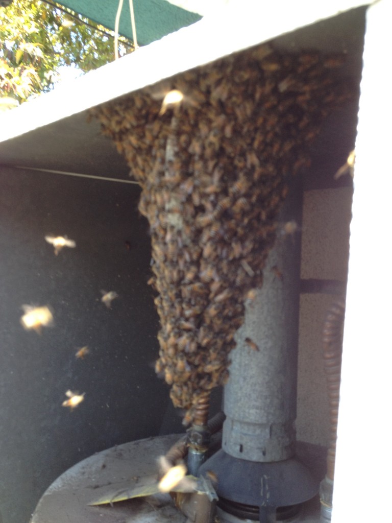 Bee Removal Palm Springs