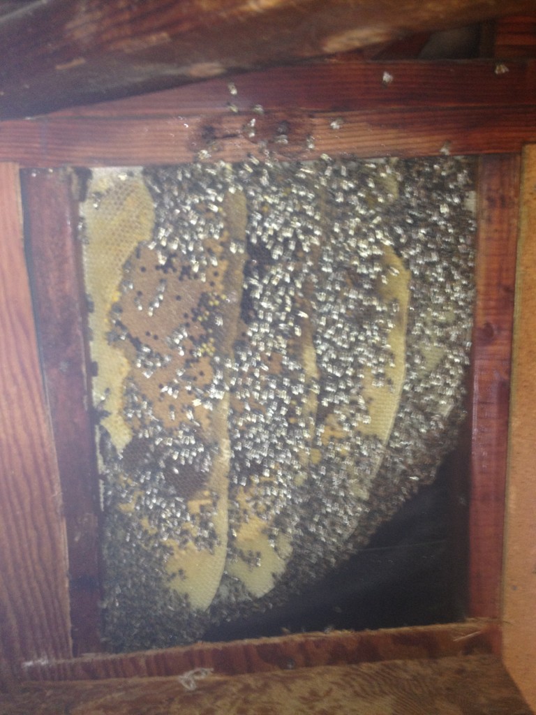 Bee Removal in Nuevo