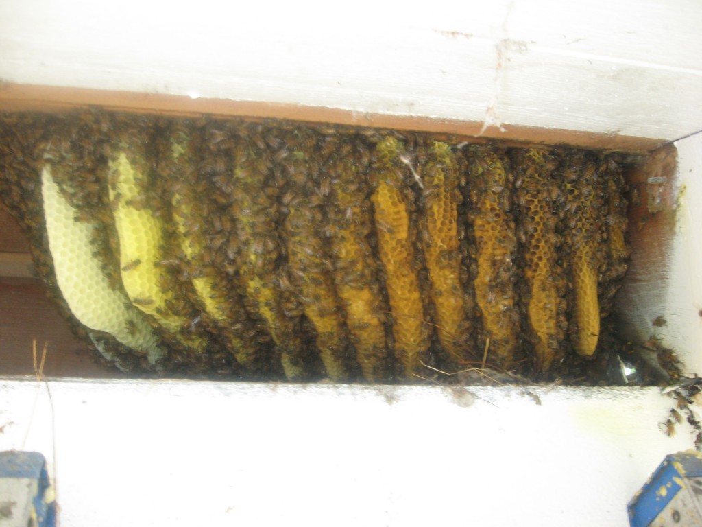 Bee Removal Lake Elsinore