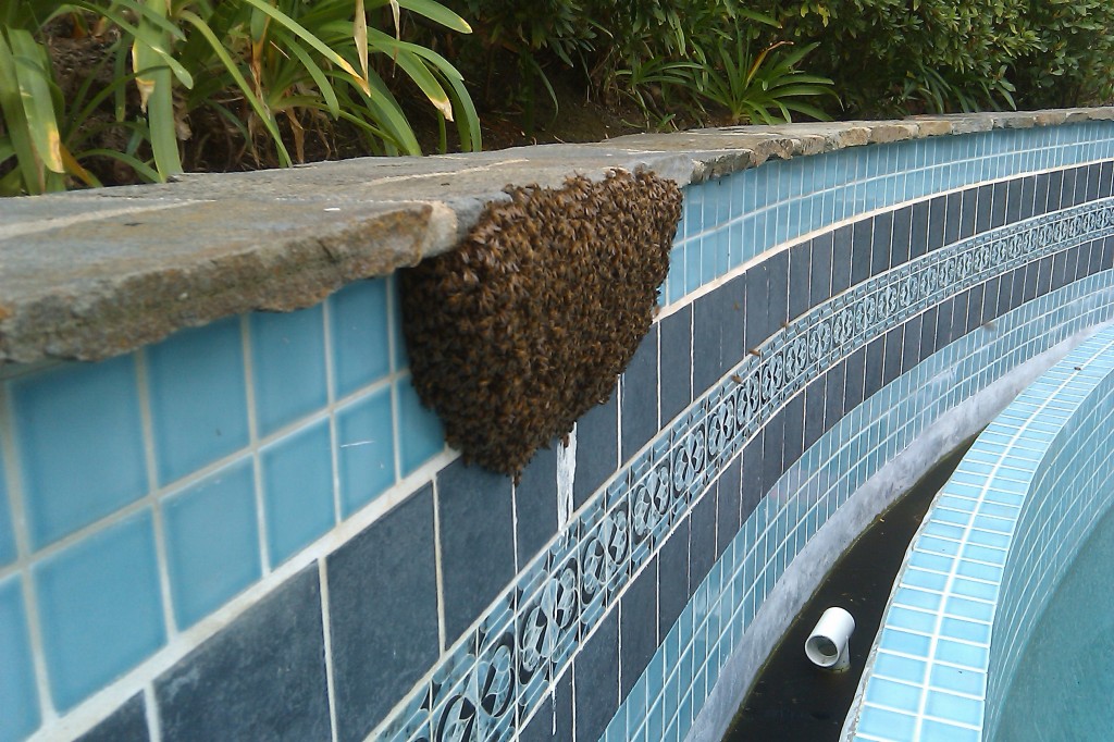 Bee Removal in Moreno Valley