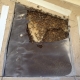Bee Removal Laguna Hills CA | Stucco Wall Bee Removal