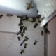 Bee Hive Entrance