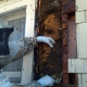 Bee Removal Old Home Wall