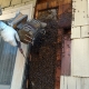 Bee Removal Old Home Wall
