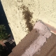 Lake Forest Wall Bee Removal | Bee Swarm Removal | Dead Bee Hive Removal