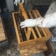 Rescued Bees