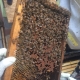 Rescued Bees