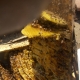 Roof Bee Removal and Relocation